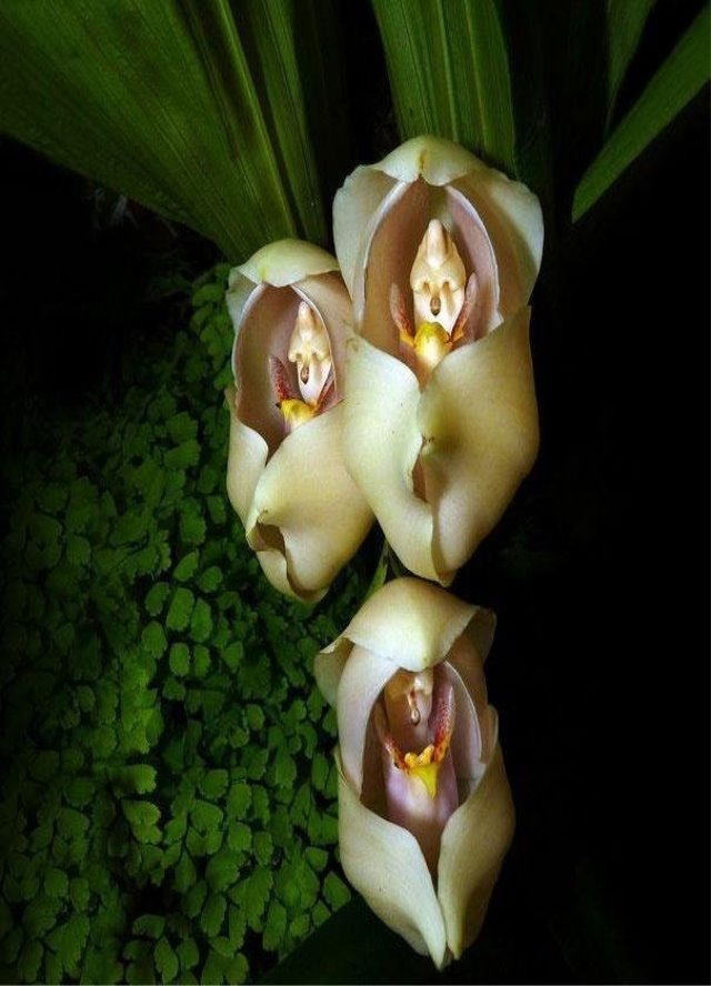 C:\Users\Home\Downloads\original-flowers_look_like_something_else_7_1.jpg
